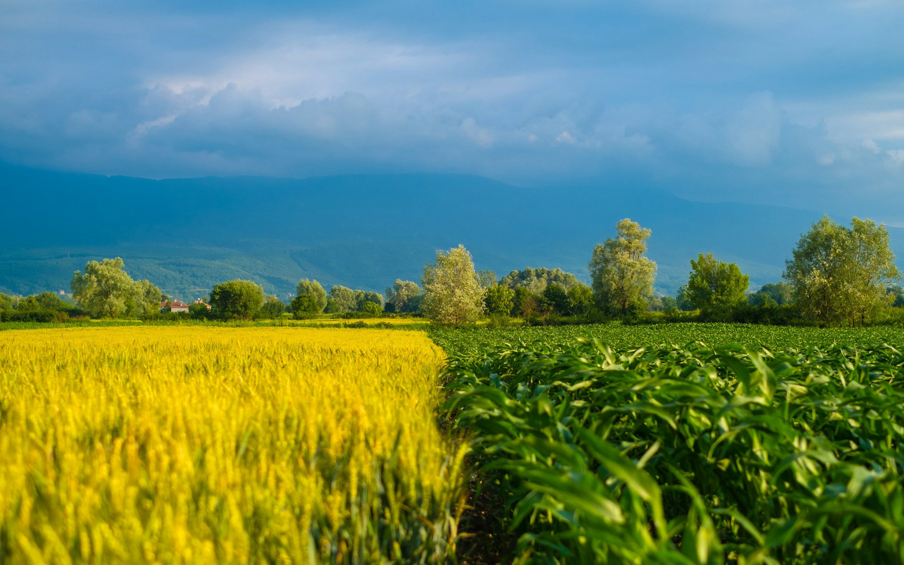 A green field beneath a blue sky