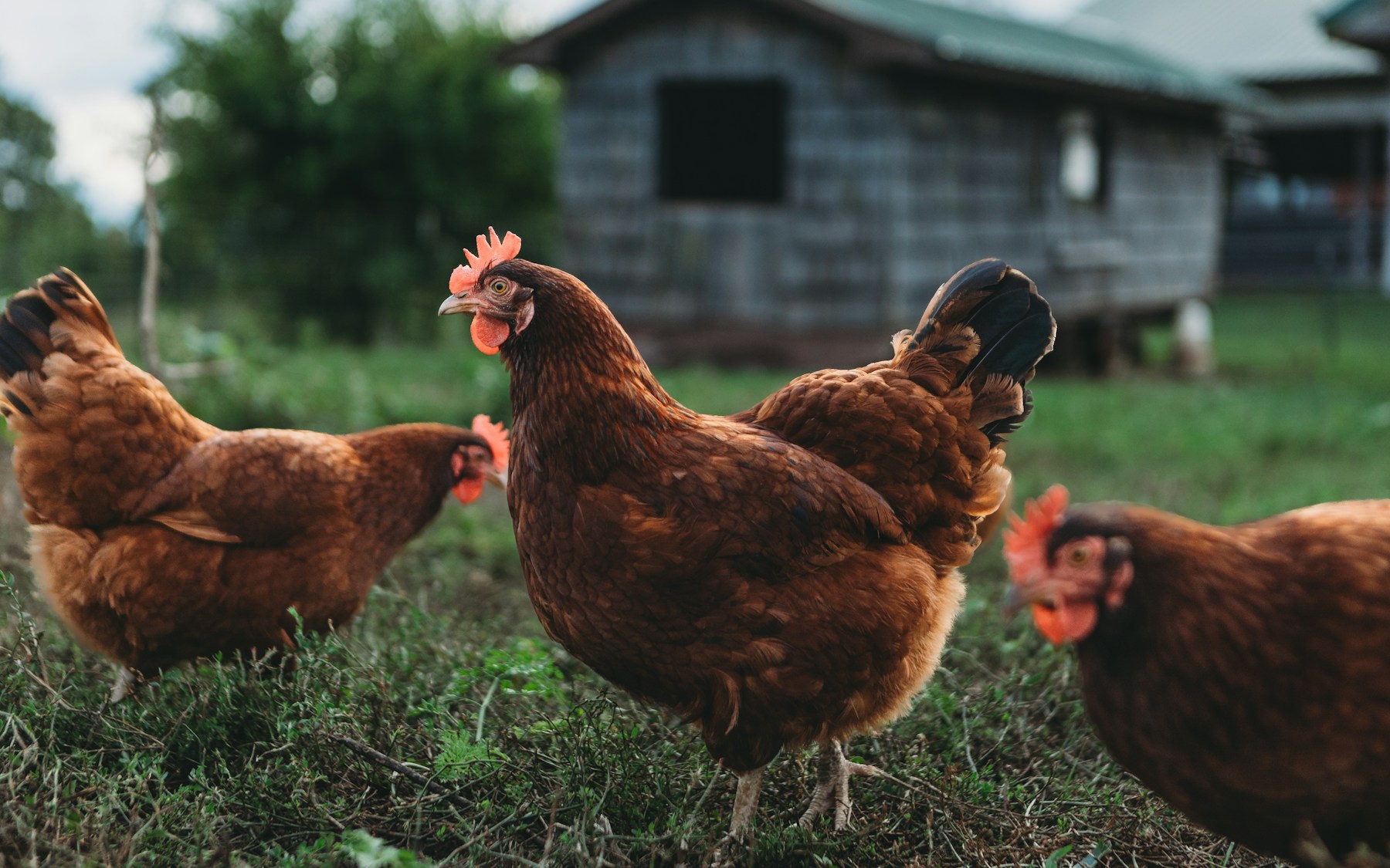 Poultry farming