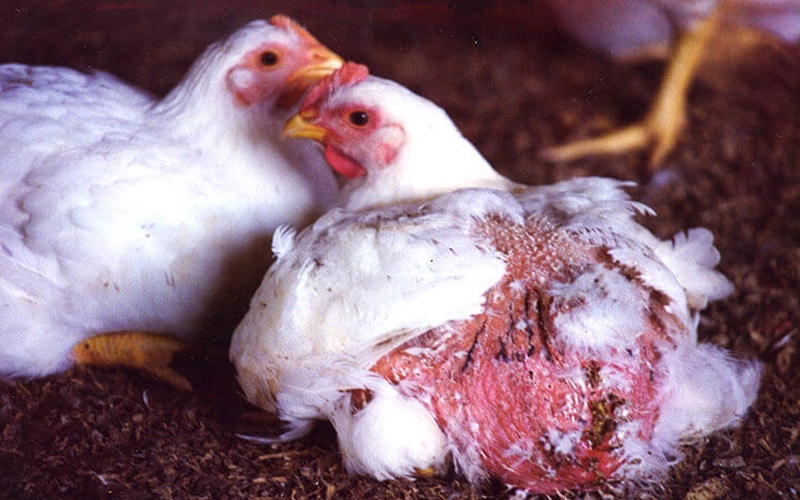 Poultry care products
