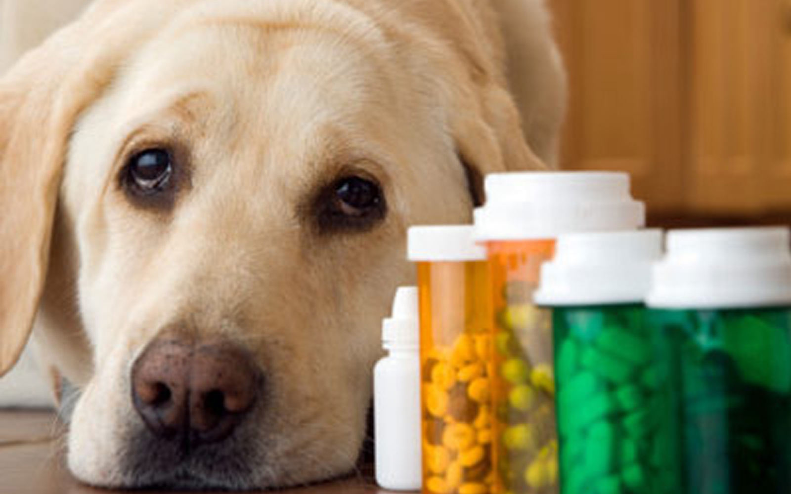 Dogs and pets