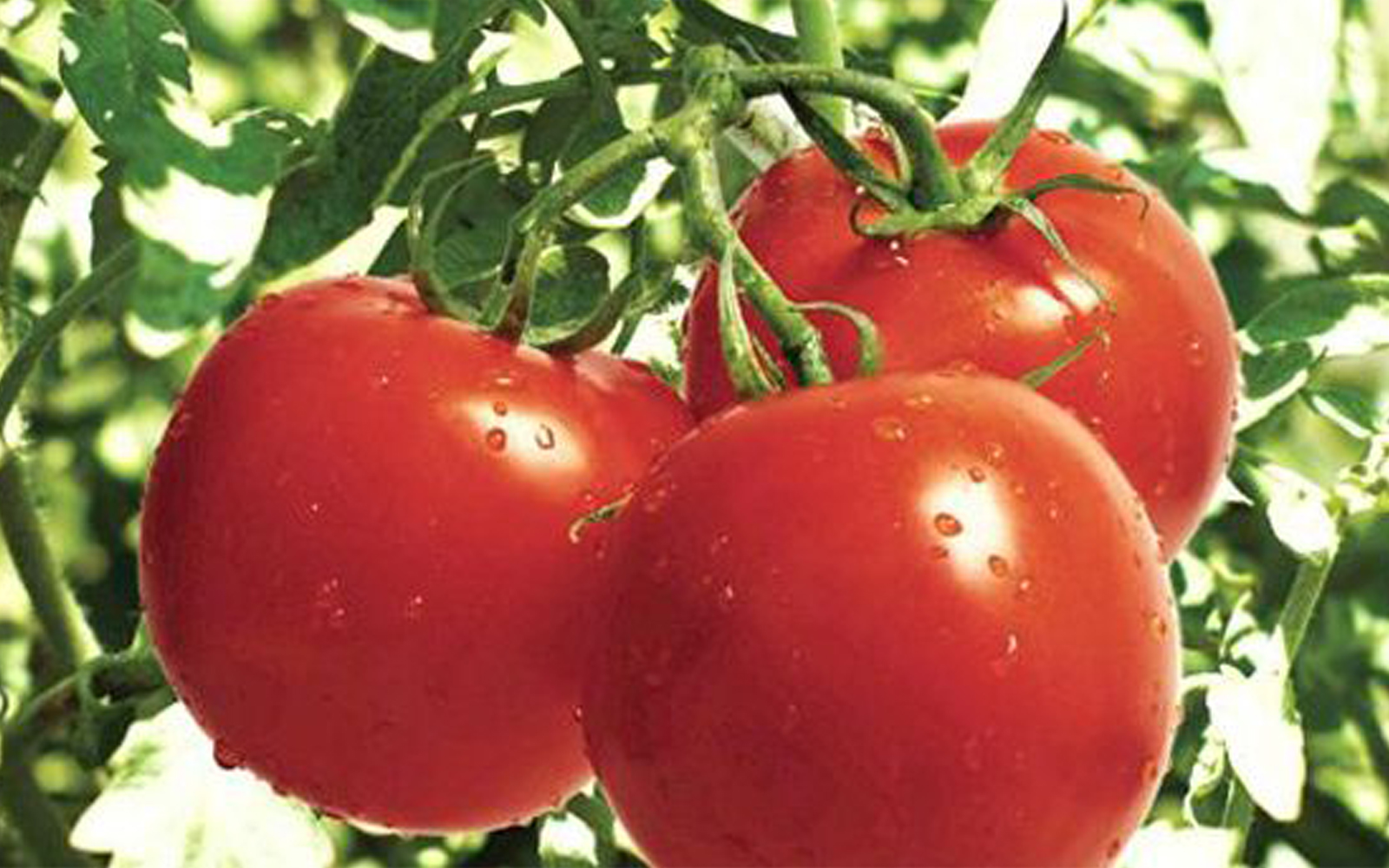 Healthy crops growing in a field